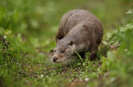 Otter. Foto: PhotocechCZ
