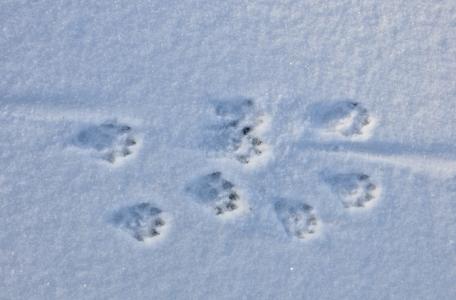 Ottersporen in de sneeuw