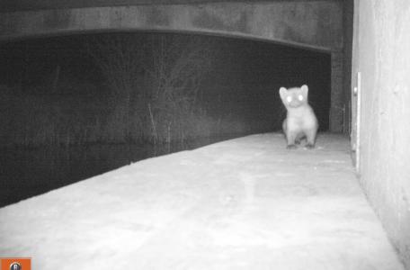 Steenmarter op otterloopplank