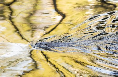 Zwemmende otter. Foto: Bob Luijks/Natuurportret