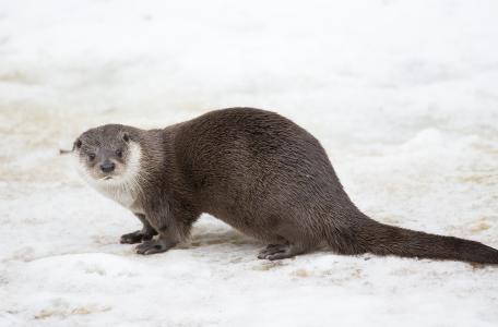 Otter. Foto: Bob Luijks, Natuurportret