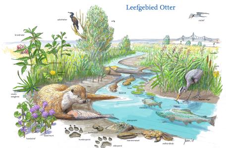 Nieuwe kansen voor de otter langs de Rijn