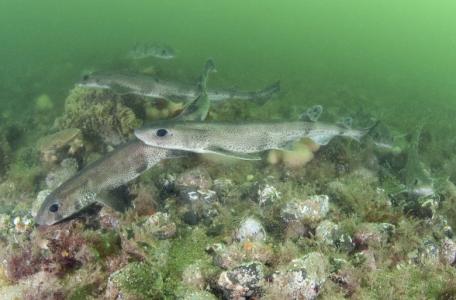 Hondshaai (Scyliorhinus canicula) (Bron: Peter Verhoog)
