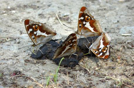 Grote weerschijnvlinders op poep. Foto: Matthew Oates