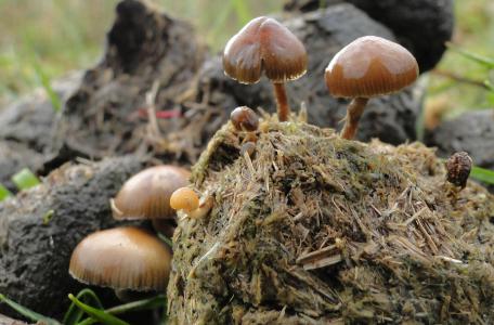 Het keutelkaalkopje (psilocybe merdicola). Foto: Chiel Jacobusse