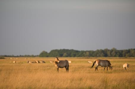 Przewalski Milan Radisics, Wild Wonders of Europe