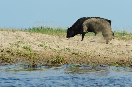 Rund Roemenië Staffan Widstrand / Rewilding Europe