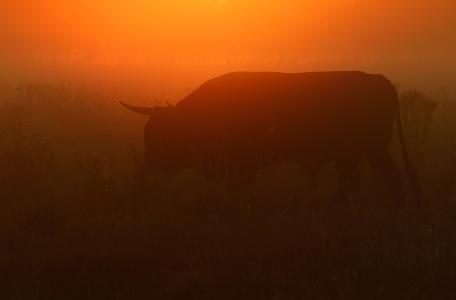 Tauros Keent Foto Staffan Widstrand - Rewilding Europe