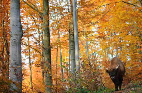 Wisent, foto: Grzegorz Lesniewski - Rewilding Europe