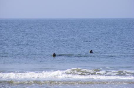 Zeehonden achter de branding