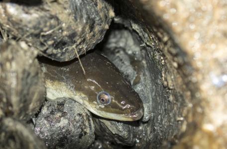 Paling in rifbal tussen mosselen. Foto: Ernst Schrijver
