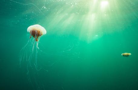 Kwal in groene zee met zonlicht