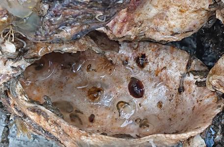 Op de geplaatste schelpen hebben zich naast oesterlarfjes ook muiltjes en mosdiertjes vastgezet.