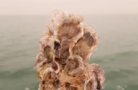 Oesterschelp met daarop oersterlarfjes. Op de achtergrond is de Noordzee te zien