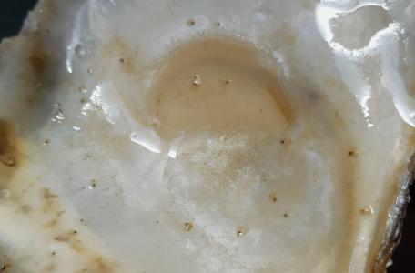 babyoesters op een schelp