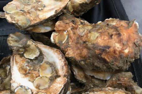 Flink gegroeide oesterbroedjes