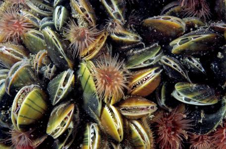 Mosselen en baksteenannemoontjes. Foto: Ron Offermans