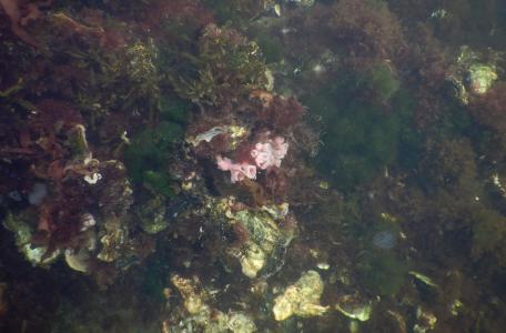 Natuur in de Grevelingen