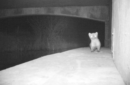 Steenmarter in faunapassage