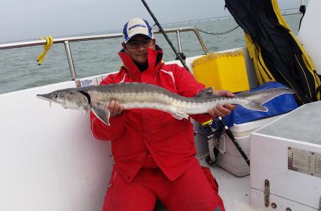 Gevangen steur. Foto: Ernest Ripson