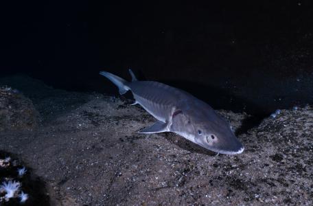 Zeldzame Europese steur. Foto: Peter van Rodijnen