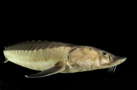 De zeldzame Europese steur. Foto: Solvin Zankl, Nature in Stock