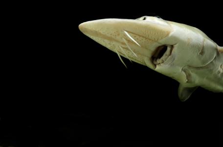 Europese steur. Foto: Solvin Zankl, Nature in Stock