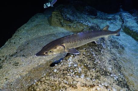 Europese steur in Diergaarde Blijdorp. Foto: Peter van Rodijnen