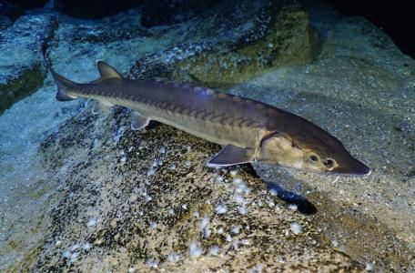 De zeldzame Europese steur (Acipenser sturio). Foto: Peter van Rodijnen