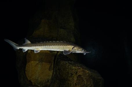 Europese Atlantische steur (Acipenser sturio) in het Oceanium in Diergaarde Blijdorp, foto: www.onderwaterbeelden.nl