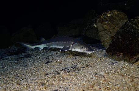 Europese Atlantische steur (Acipenser sturio). Foto: Peter van Rodijnen