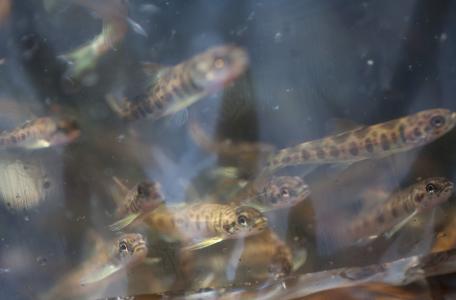 Jonge zalmen net voordat ze worden uitgezet.