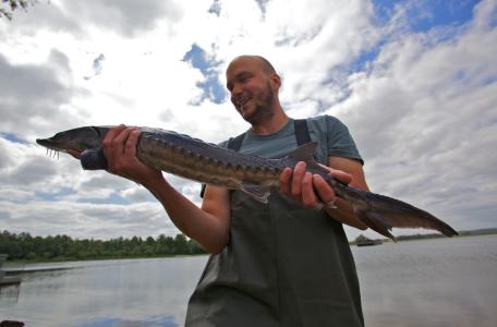 ARK'er Bram Houben met een van de gezenderde steuren die zijn uitgezet in de Rijn.