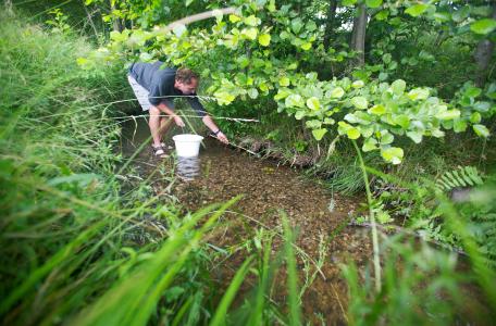 Jonge zalmen uitzetten in zijbeek van de Roer