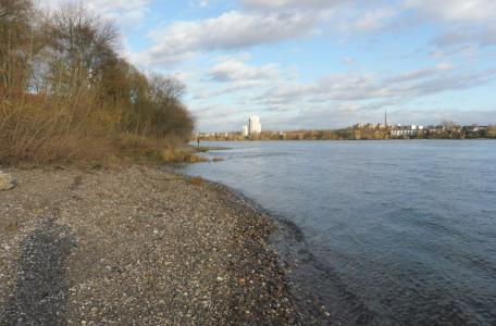 Potentieel paaigebied voor steuren in de Rijn in de omgeving van Keulen