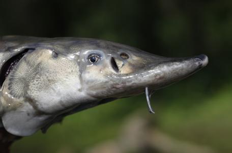 Steur foto Jelger Herder