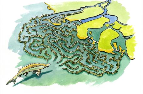 Steuren labyrint cache