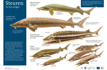 Zoekkaart Steuren en hun jongen