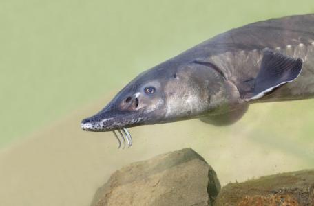 Europese Atlantische steur. Foto: Jelger Herder