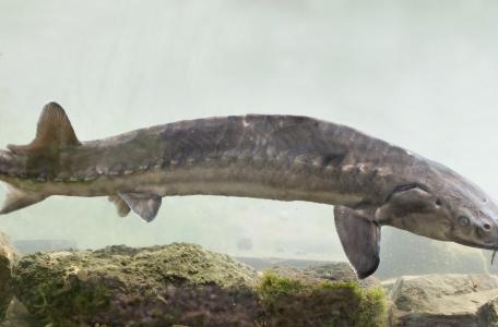 Atlantische Steur of Europese Steur