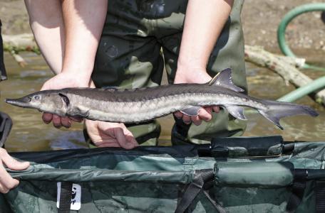 Uitzetten Steur 2012