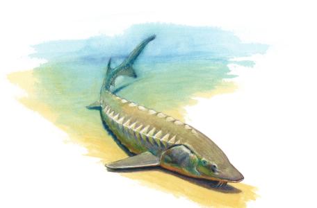 Europese Atlantische steur