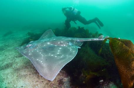 De reusachtige vleet kan meer dan tweeëneenhalve meter lang worden. (Foto: WWF NL / Peter Verhoog)