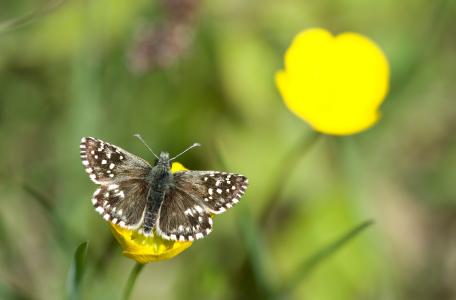 Aardbeivlinder. Foto: Rasmus Holmboe Dah