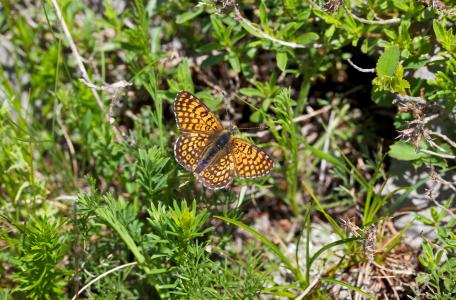 Veldparelmoervlinder