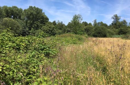 Het Brabantse natuurgebied De Mortelen. Foto: Sjors de Kort, Brabants Landschap