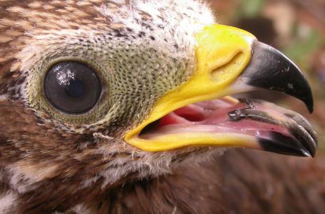 Wespendief, foto Jan van Diermen