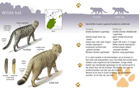 Roofdiergids wilde kat