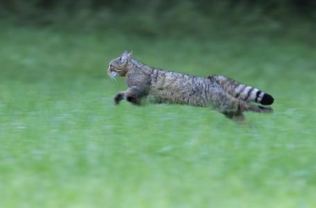 Wilde kat. Foto: Fabrice Cahez, Nature in Stock