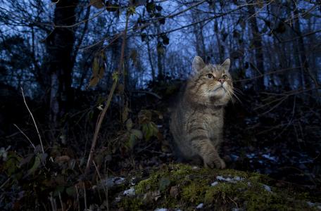 Europese wilde kat. Foto: Klaus Echle, Nature in Stock